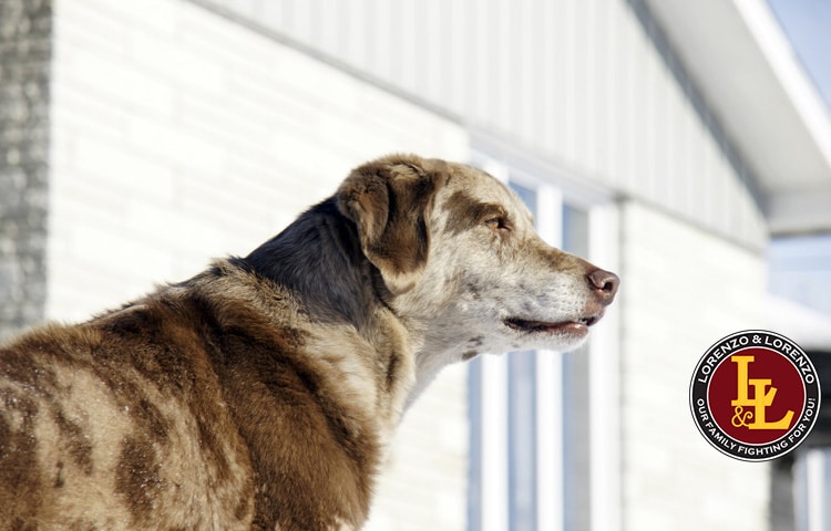 dog bit mailman